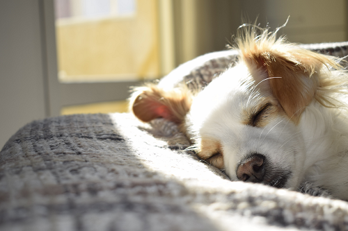 a close up of a dog