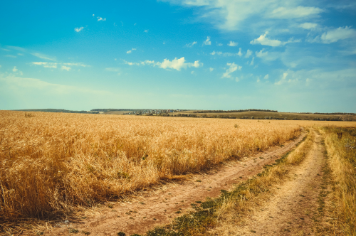 a close up of a dry grass field